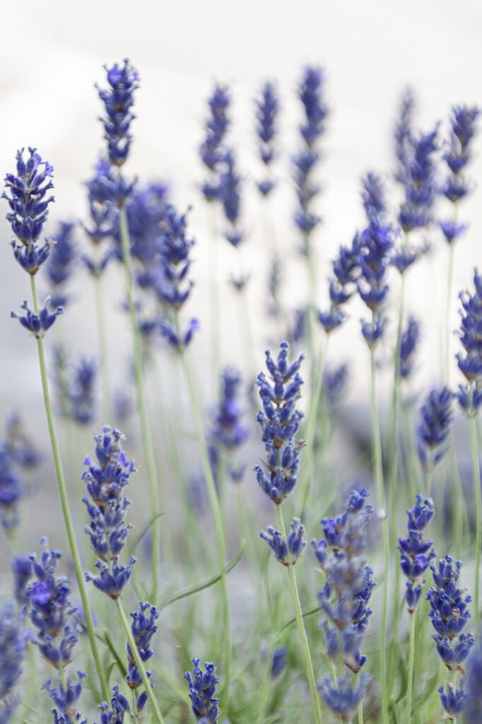 lavender, flowers, levanduľové field-6398894.jpg